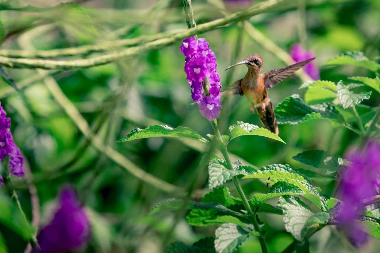 Hotel The Hummingbird Bocas del Toro Esterno foto